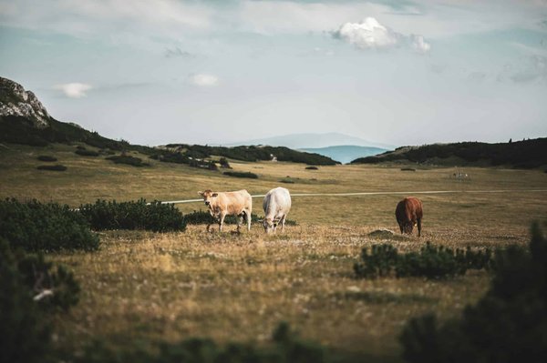 Wie verhindere ich, dass mein Hund Löcher im Garten gräbt?